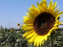 Phillips Farm in Lodi, CA

-no..its not mine, just a coincidence.